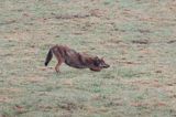 wilk, Canis lupus