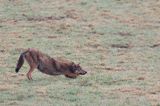 wilk, Canis lupus
