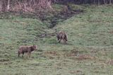 wilki, Canis lupus