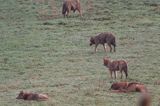 wilki, Canis lupus