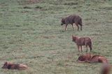 wilki, Canis lupus