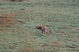 wilk, Canis lupus