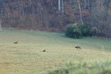 wilki, Canis lupus