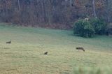 wilk, Canis lupus