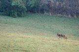 wilk, Canis lupus