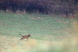 wilk,Canis lupus