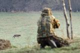 wilk, Canis lupus