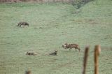 wilki, Canis lupus