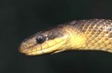 wąż Eskulapa, portret, Elaphe longissima