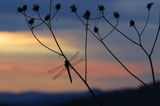 Ważka o zachodzie słońca, Bieszczady