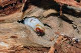 larwa żerująca w spróchniałym drewnie