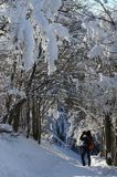 W lesie, Bieszczady