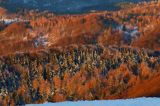 Bieszczadzkie lasy, widok z Połoniny Wetlińskiej, Bieszczady