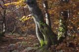 Buczyna, Bieszczady, Bieszczadzki Park Narodowy