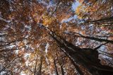 Buczyna, Bieszczady, Bieszczadzki Park Narodowy