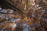 Buczyna, Bieszczady, Bieszczadzki Park Narodowy