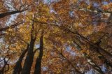 Buczyna, Bieszczady, Bieszczadzki Park Narodowy