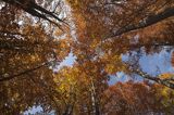 Buczyna, Bieszczady, Bieszczadzki Park Narodowy