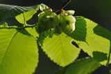 liście i owoce skrzydlaki, nasionko, wiąz górski Ulmus montana