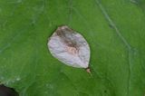 owoc skrzydlak, nasionko, wiąz górski Ulmus montana