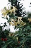 wiciokrzew pomorski, Lonicera periclymenum