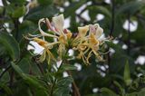 wiciokrzew pomorski Lonicera periclymenum