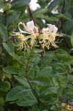 wiciokrzew pomorski Lonicera periclymenum