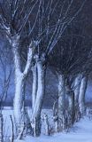 wierzba w śniegu na Mazowszu