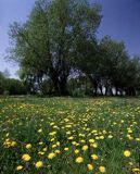 wierzby, Mazowsze, mlecze, mniszek lekarski Taraxacum officinale