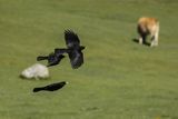 Wieszczek, Pyrrhocorax graculus, Park Narodowy Picos de Europa, Asturia, Hiszpania