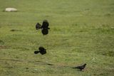 Wieszczek, Pyrrhocorax graculus, Park Narodowy Picos de Europa, Asturia, Hiszpania