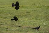 Wieszczek, Pyrrhocorax graculus, Park Narodowy Picos de Europa, Asturia, Hiszpania