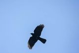 Wieszczek, Pyrrhocorax graculus, Park Narodowy Picos de Europa, Asturia, Hiszpania