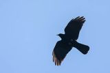 Wieszczek, Pyrrhocorax graculus, Park Narodowy Picos de Europa, Asturia, Hiszpania