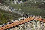 Wieszczki, Pyrrhocorax graculus, koło schroniska górskiego Refugio Vega de Enol, Nad Lago Enol, Park Narodowy Picos de Europa, Asturia, Hiszpania