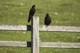 Wieszczki, Pyrrhocorax graculus, koło schroniska górskiego Refugio Vega de Enol, Nad Lago Enol, Park Narodowy Picos de Europa, Asturia, Hiszpania