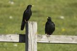 Wieszczki, Pyrrhocorax graculus, koło schroniska górskiego Refugio Vega de Enol, Nad Lago Enol, Park Narodowy Picos de Europa, Asturia, Hiszpania