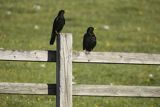 Wieszczki, Pyrrhocorax graculus, koło schroniska górskiego Refugio Vega de Enol, Nad Lago Enol, Park Narodowy Picos de Europa, Asturia, Hiszpania