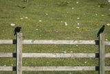 Wieszczki, Pyrrhocorax graculus, koło schroniska górskiego Refugio Vega de Enol, Nad Lago Enol, Park Narodowy Picos de Europa, Asturia, Hiszpania