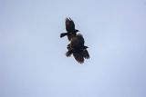 Wieszczek, Pyrrhocorax graculus, Park Narodowy Picos de Europa, Asturia, Hiszpania