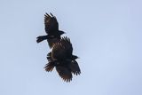 Wieszczek, Pyrrhocorax graculus, Park Narodowy Picos de Europa, Asturia, Hiszpania