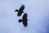 Wieszczek, Pyrrhocorax graculus, Park Narodowy Picos de Europa, Asturia, Hiszpania