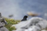 Wieszczek, Pyrrhocorax graculus, Park Narodowy Picos de Europa, Asturia, Hiszpania