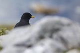 Wieszczek, Pyrrhocorax graculus, Park Narodowy Picos de Europa, Asturia, Hiszpania