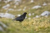 Wieszczek, Pyrrhocorax graculus, Park Narodowy Picos de Europa, Asturia, Hiszpania