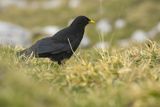 Wieszczek, Pyrrhocorax graculus, Park Narodowy Picos de Europa, Asturia, Hiszpania