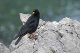 Wieszczek, Pyrrhocorax graculus, Park Narodowy Picos de Europa, Asturia, Hiszpania