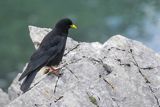 Wieszczek, Pyrrhocorax graculus, Park Narodowy Picos de Europa, Asturia, Hiszpania