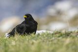 Wieszczek, Pyrrhocorax graculus, Park Narodowy Picos de Europa, Asturia, Hiszpania