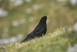 Wieszczek, Pyrrhocorax graculus, Park Narodowy Picos de Europa, Asturia, Hiszpania